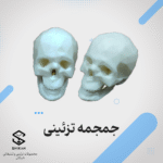 جمجمه اسکلت تزئینی فانتزی رومیزی گروه شیکان